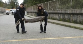 Контроль за животными 1 сезон 8 серия