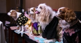 Собаки 1 сезон 4 серия