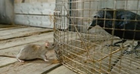 Крошечные существа 1 сезон 6 серия