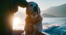 Собаки 1 сезон 3 серия