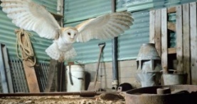 Крошечные существа 1 сезон 4 серия