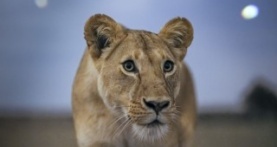 Земля ночью в цвете 1 сезон 1 серия