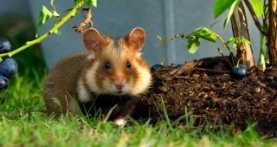 Крошечный мир 1 сезон 6 серия