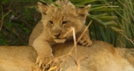 Детки не в клетке 1 сезон 1 серия