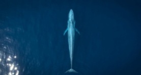 Великаны планеты 1 сезон 1 серия