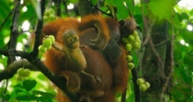 Детки не в клетке 1 сезон 3 серия