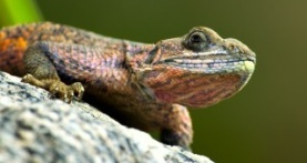 Крошечный мир 1 сезон 1 серия