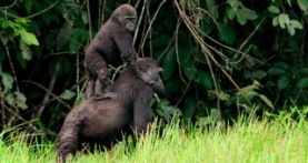 Наша планета 1 сезон 3 серия