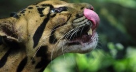 Удивительные животные 1 сезон 1 серия