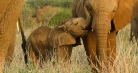 Детки не в клетке 1 сезон 4 серия