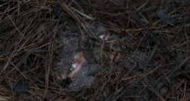 Список смертников 1 сезон 6 серия