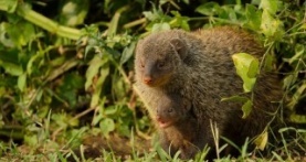 Детки не в клетке 1 сезон 5 серия