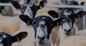 Ферма Кларксона 1 сезон 2 серия