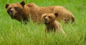 Детки не в клетке 1 сезон 8 серия