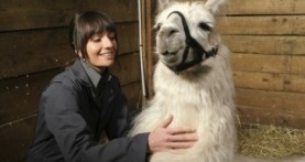 Контроль за животными 1 сезон 6 серия