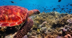 Наша планета 1 сезон 4 серия