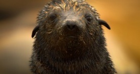 Земля ночью в цвете 2 сезон 5 серия