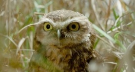 Крошечные существа 1 сезон 3 серия