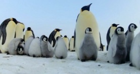 Детки не в клетке 1 сезон 7 серия