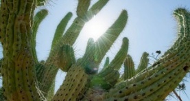 Зелёная планета 1 сезон 4 серия