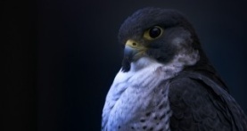 Земля ночью в цвете 1 сезон 5 серия