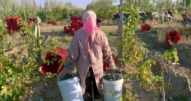 Гнилые 2 сезон 2 серия