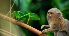 Крошечный мир 1 сезон 2 серия