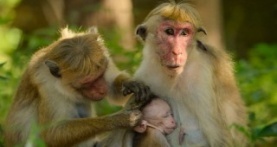 Детки не в клетке 1 сезон 6 серия