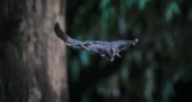 Удивительные животные 1 сезон 3 серия