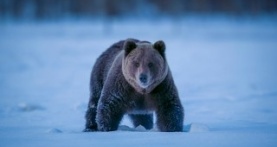 Земля ночью в цвете 1 сезон 4 серия