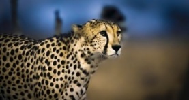 Земля ночью в цвете 1 сезон 6 серия