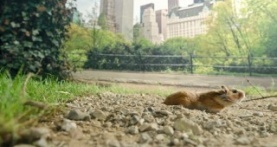 Крошечные существа 1 сезон 2 серия