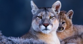 Земля ночью в цвете 2 сезон 2 серия