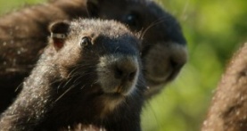 Волки острова Ванкувер 1 сезон 2 серия