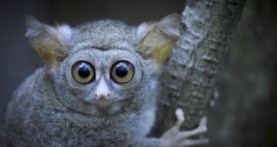 Земля ночью в цвете 1 сезон 2 серия