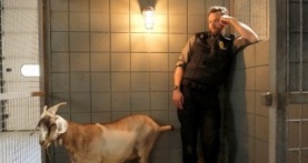 Контроль за животными 3 сезон 3 серия