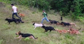 Собаки 1 сезон 5 серия