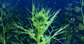 Зелёная планета 1 сезон 2 серия