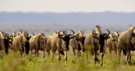 Наша планета 1 сезон 1 серия