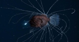 Наша планета 1 сезон 6 серия