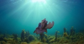 Удивительные животные 1 сезон 4 серия