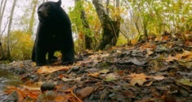 Волки острова Ванкувер 1 сезон 3 серия