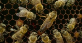 Наша планета 2 сезон 2 серия