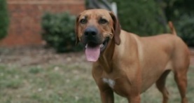 Собаки 2 сезон 2 серия