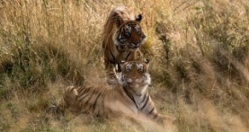 Великаны планеты 1 сезон 9 серия