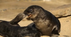 Детки не в клетке 1 сезон 2 серия