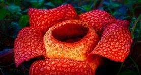 Зелёная планета 1 сезон 1 серия