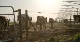 Гнилые 1 сезон 5 серия