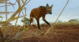 Удивительные животные 1 сезон 2 серия