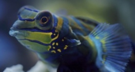 Земля ночью в цвете 2 сезон 4 серия